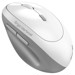Mice –  – 31030041401
