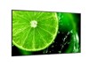 LCD/LED Large Format Displays –  – 60005929